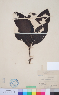 Specimen thumbnail